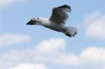 Beautiful Flight Of The Ring-billed Gull Stock Photo