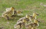 Backgound With The Chicks Of The Canada Geese Stock Photo