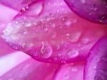 Pink Dahlia Flower Petals With Water Drop Beautiful Abstract Bac Stock Photo