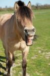 Horse Yawning Stock Photo