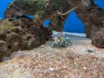 Colorful Harlequin Shrimp Under Sea Water Stock Photo