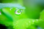 Water Dew Drops Stock Photo