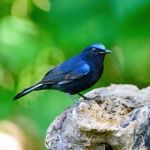 Male White-tailed Robin Stock Photo