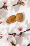 Almond Tree Branch And Almonds Stock Photo
