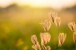 Vintage Photo Of Close Up Soft Focus A Little Wild Flowers  Stock Photo