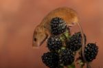 Harvest Mouse On Bramble At Sunset Stock Photo