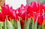 Colorful Tulips In Garden Stock Photo