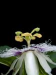 Passiflora Edulis Stock Photo