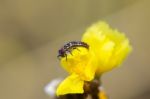 Ladybug Larva On The Yellow Flower Stock Photo