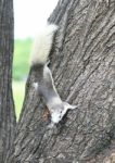Eastern Gray Squirrel On A Tree Stock Photo