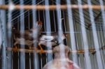Caged Birds Stock Photo