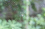 Spider Sitting On His Web Stock Photo