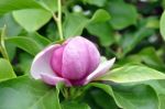 Magnolia Blossom Stock Photo