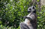 Ring-tailed Lemur (lemur Catta) Stock Photo