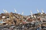 Egrets On Garbage Heap Stock Photo