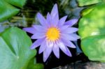 Lotus Flower In Purple Violet Color With Green Leaves In Nature Water Pond  Stock Photo