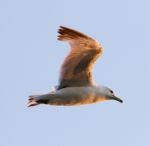 The Gull's Beautiful Flight Stock Photo