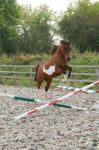 Arab Coloured Pony Jumping Stock Photo
