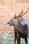 Portrait Of Deers Stock Photo