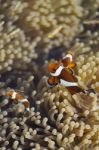 Clownfish Stock Photo