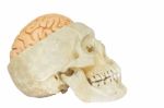 Human Skull With Brains Stock Photo