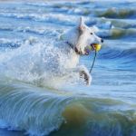 White Swiss Shepherd Runs Through Foaming Waves Stock Photo