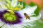 Blur Background Bee Flying Over Flower Stock Photo