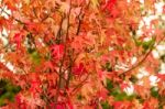Green Yellow And Red Autumn Leaves Under The Rain Stock Photo