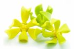 Ylang Ylang Flower Stock Photo