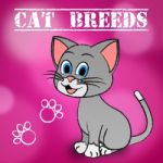 Cat Breeds Shows Bred Pets And Kitty Stock Photo