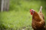 Chicken In Farm Stock Photo