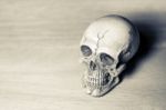 Still Life Of Human Skull Stock Photo