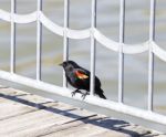 The Red-winged Blackbird Stock Photo
