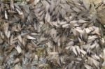 Swarm Of Winged Termites Stock Photo