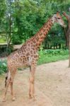 Giraffe In The Zoo Stock Photo