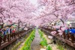 Jinhae,korea - April 2 : Jinhae Gunhangje Festival Is The Largest Cherry Blossom Festival In Korea.tourists Taking Photos Of The Beautiful Scenery Around Jinhae,korea On April 2,2016 Stock Photo