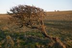 Tree On The South Downs Bent Over Due To Prevailing Winds Stock Photo
