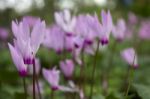 The Cyclamen Blooming In Israel	 Stock Photo
