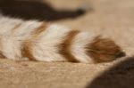 Domestic Cat Tail Stock Photo