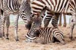 Zebra Family Stock Photo