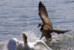 Amazing Photo Of The Canada Goose Chasing The Swan Stock Photo