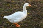 Goose Walking Along The Riverbank Of The Great Ouse In Ely Stock Photo