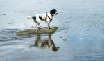Spaniel Dog In The Middle Of Lake On Rock Stock Photo