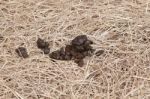 Horse Manure On Dry Grass Stock Photo