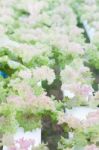 Red Coral Plants On Hydrophonic Farm Stock Photo