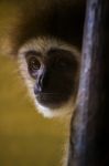 Lar Gibbon (hylobates Lar) Monkey On A Zoo Stock Photo