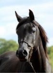 Black Horse Stock Photo