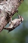 Sunda Pygmy Woodpecker Stock Photo
