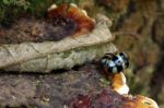 Mating Ladybugs Stock Photo