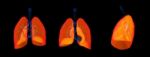 3d Render Illustration Of The Lung Stock Photo
